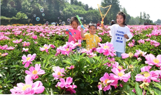 芍藥花開 焦?jié)h平 圖_b.jpg