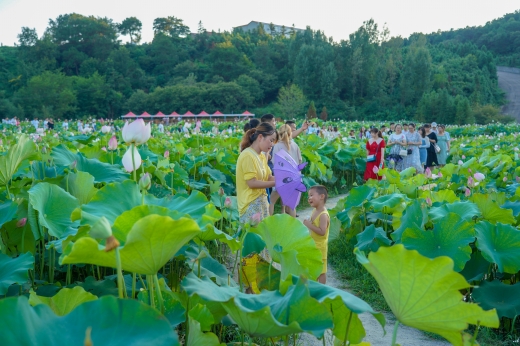 泗店鄉(xiāng)陸灣村荷花滿池_b.jpg